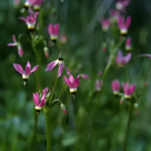 Dodecatheon clevelandii