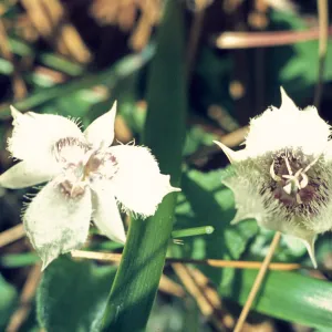 Calochortus tolmiei