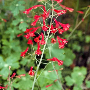 Delphinium nudicaule