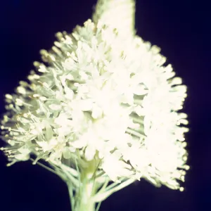 Erythronium californicum