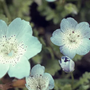 Nemophila menzesii