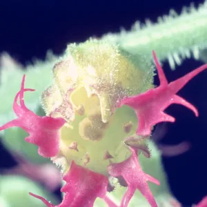Tellima grandiflora