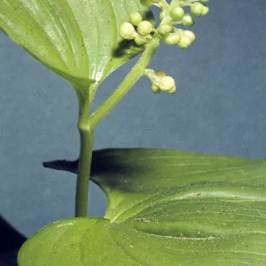 Maianthemum dilatatum 