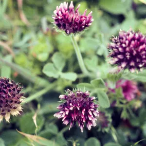 Trifolium inflorescences