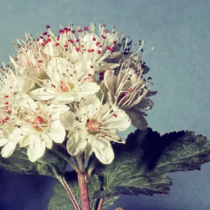 Physocarpus alternans