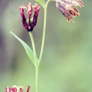 Fritillaria lanceolata 
