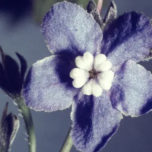 Cynoglossum grande