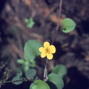 Viola sempervirens 