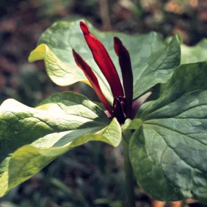 Trillium chloropetalum