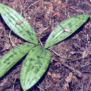 Scoliopus bigelovii