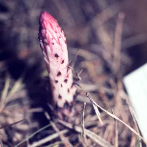 Allotropa virgata