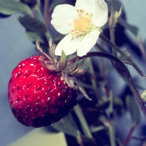 Fragaria californica 