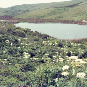 Drakes Bay Pond, Heracleum in flower
