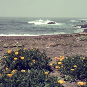McKerricher State Park, poppies and surf