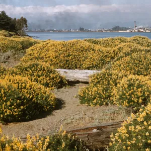 Lupinus arboreus shrubs in flower, Humboldt Bay Lupine