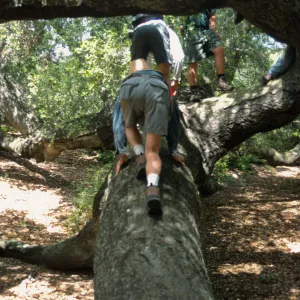 Horticulture Field Trip, SBBG Gardeners, Figueroa Mountain (climbing the oak)