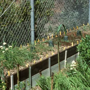 Hort Unit, experimental plot, Dara Spring Walk & Porter Trail