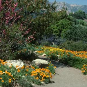 poppies and other Spring wildflowers, Porter Trail