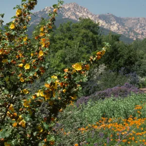 Fremontodendron in bloom, Porter Trail