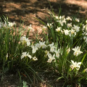 Iris 'Canyon Snow'