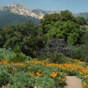 Porter Trail, Arlington Peak, wildflowers