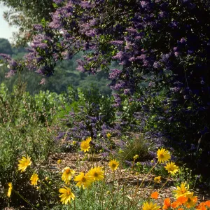 Porter Trail in bloom, wildflowers