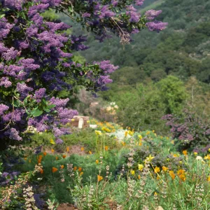 Porter Trail in bloom, wildflowers, Ceanothus