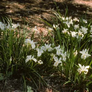 Iris 'Canyon Snow'