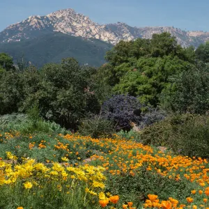 Porter Trail in bloom, wildflowers