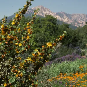 Porter Trail in bloom, wildflowers
