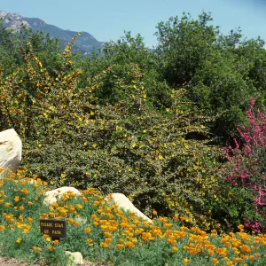 Porter Trail in bloom, wildflowers, Fremontodendron, Cercis