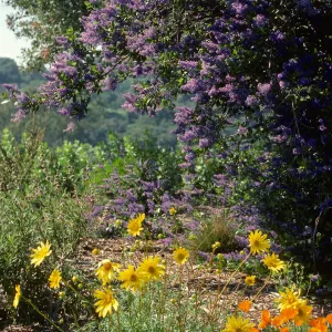 Porter Trail in bloom, wildflowers, Ceanothus