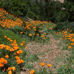 Porter Trail in bloom, wildflowers