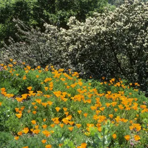 Porter Trail in bloom, wildflowers