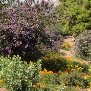 Porter Trail in bloom, wildflowers