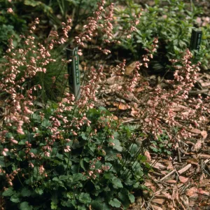 Heuchera cv. Blushing Bells, SBBG cultivar, Plant Introduction Program