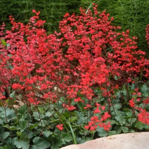Heuchera cv. Canyon Belle, SBBG cultivar, Plant Introduction Program