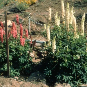 Lupinus cv. Canyon Sunset, SBBG cultivar, Plant Introduction Program