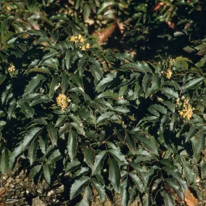 Mahonia cv. Mission Canyon, SBBG cultivar, Plant Introduction Program. Berberis