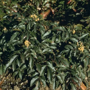 Mahonia cv. Mission Canyon, SBBG cultivar, Plant Introduction Program. Berberis