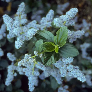 Ceanothus cv. Powder Blue, SBBG cultivar, Plant Introduction Program