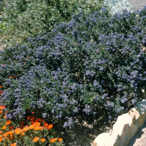 Ceanothus cv. Far Horizons, SBBG cultivar, Plant Introduction Program
