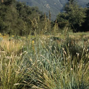 Leymus cv. Canyon Prince in bloom, SBBG cultivar, Plant Introduction Program
