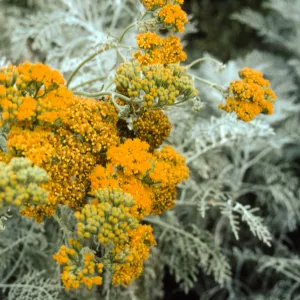 Eriophyllum cv. Canyon Silver in bloom, SBBG cultivar, Plant Introduction Program