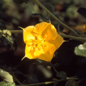 Fremontodendron cv. Daras Gold, SBBG cultivar, Plant Introduction Program