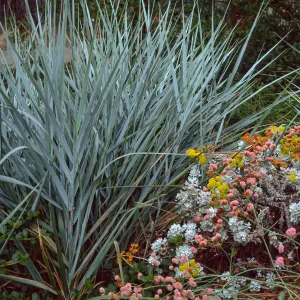 Leymus condensatus cv. Canyon Prince, SBBG cultivar, Plant Introduction Program (with Eriogonum crocatum and Eriogonum grande rubescens)