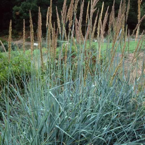 Leymus condensatus cv. Canyon Prince, SBBG cultivar, Plant Introduction Program