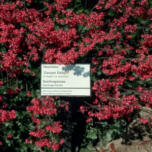 Heuchera cv. Canyon Delight, SBBG cultivar, Plant Introduction Program