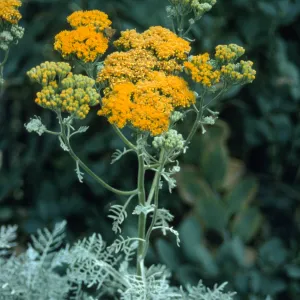 Eriophyllum nevinii cv. Canyon Silver, SBBG cultivar, Plant Introduction Program