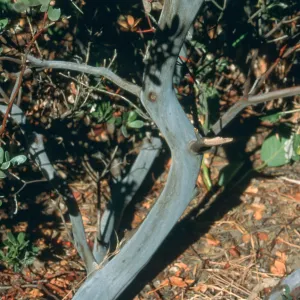 trunk, Arctostaphylos cv. Canyon Sparkles, SBBG Meadow, SBBG cultivar, Plant Introduction Program